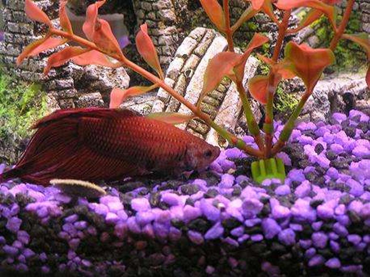 freshwater fish - betta splendens - betta - male stocking in 30 gallons tank - This is Bowser the betta