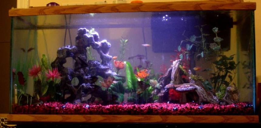 Rated #261: 60 Gallons Freshwater Fish Tank - This is my fish tank, but the picture isn't as clear or good as I would like it to be...