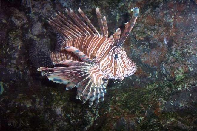 saltwater fish - pterois volitans - volitan lionfish stocking in 25 gallons tank - the lionfish