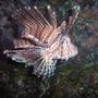 saltwater fish - pterois volitans - volitan lionfish stocking in 25 gallons tank - the lionfish