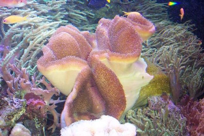 corals inverts - sarcophyton elegans - yellow fiji leather coral stocking in 25 gallons tank - NICE! leather coral with a couple damsels in the way