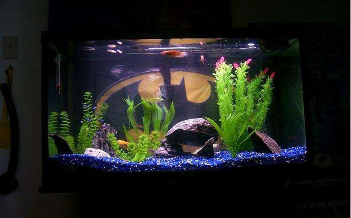 55 gallons freshwater fish tank (mostly fish and non-living decorations) - ya kno