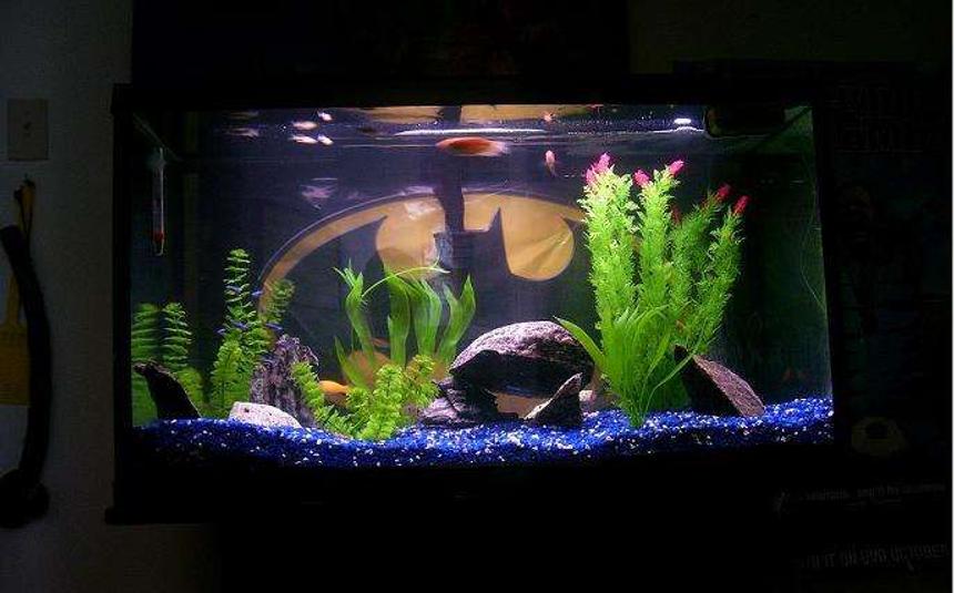 Rated #250: 55 Gallons Freshwater Fish Tank - ya kno