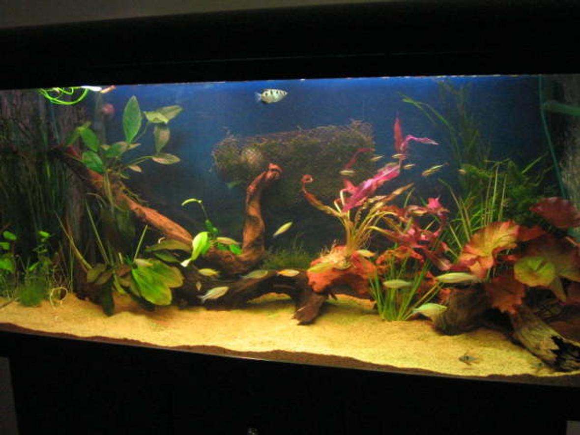 70 gallons planted tank (mostly live plants and fish) - natural as possible