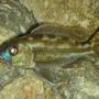 freshwater fish - herotilapia multispinosa - rainbow cichlid stocking in 55 gallons tank - #8