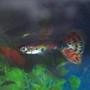 freshwater fish - poecilia reticulata - silver streak flamingo guppy stocking in 10 gallons tank - my male guppy
