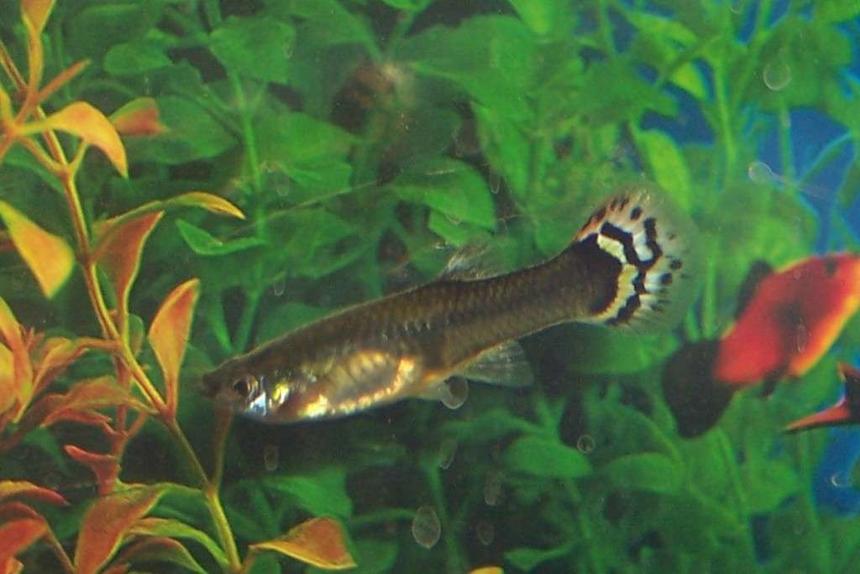 Rated #2320: Freshwater Fish - Poecilia Reticulata - Red Cobra Delta Guppy Stocking In 10 Gallons Tank - my female guppy