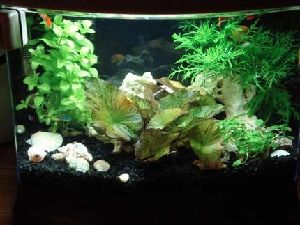 5 gallons planted tank (mostly live plants and fish) - My small 5 gallon Bow front with live plants. My start into the live plant world.