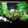 5 gallons planted tank (mostly live plants and fish) - My small 5 gallon Bow front with live plants. My start into the live plant world.