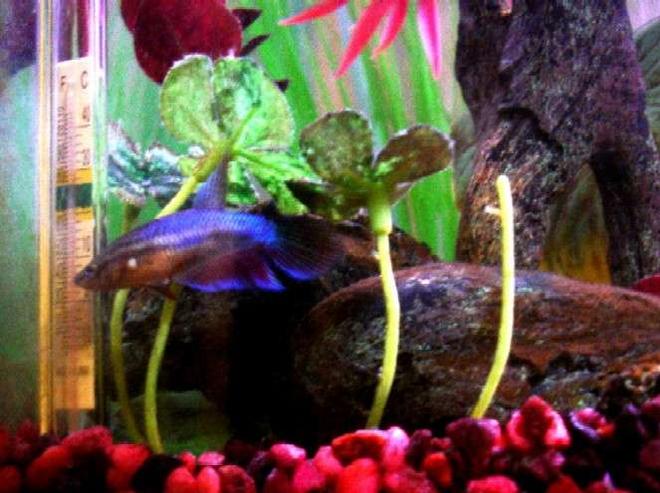 freshwater fish - betta splendens - betta - female stocking in 60 gallons tank - Female betta