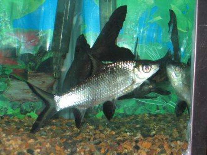 freshwater fish - balantiocheilus melanopterus - bala shark stocking in 90 gallons tank - Bala shark with my salmon tail...they get along great...