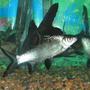 freshwater fish - balantiocheilus melanopterus - bala shark stocking in 90 gallons tank - Bala shark with my salmon tail...they get along great...