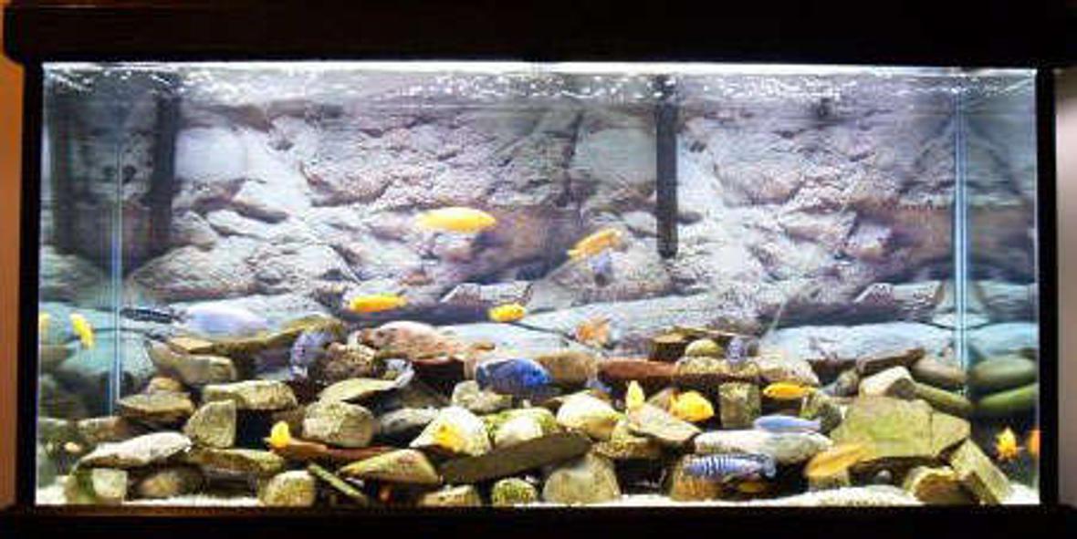 55 gallons freshwater fish tank (mostly fish and non-living decorations) - j