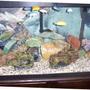 55 gallons freshwater fish tank (mostly fish and non-living decorations) - tank front view