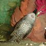 freshwater fish - glyptoperichthys gibbiceps - sailfin pleco (l-83) stocking in 90 gallons tank - Oscar our pleco busy at work.