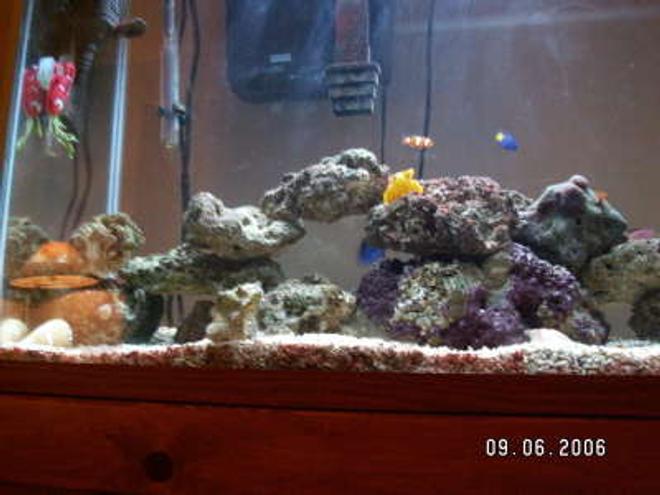 37 gallons saltwater fish tank (mostly fish, little/no live coral) - na