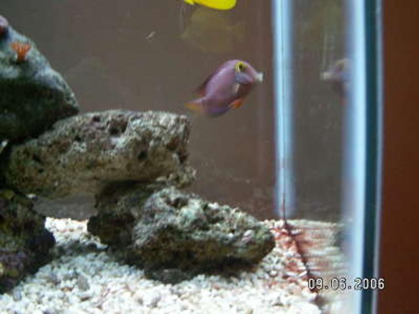 Rated #61: Saltwater Fish - Ctenochaetus Strigosus - Kole Yellow Eye Tang Stocking In 37 Gallons Tank - kole tang