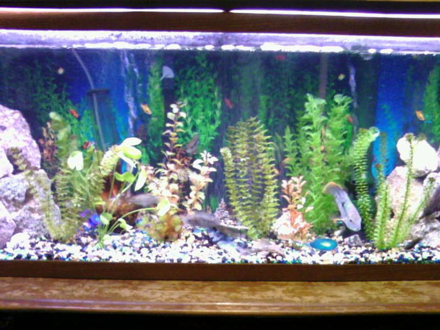 Rated #262: 55 Gallons Freshwater Fish Tank - Picture of my tank rearranged with different fish

Bad quality taken with cell phone