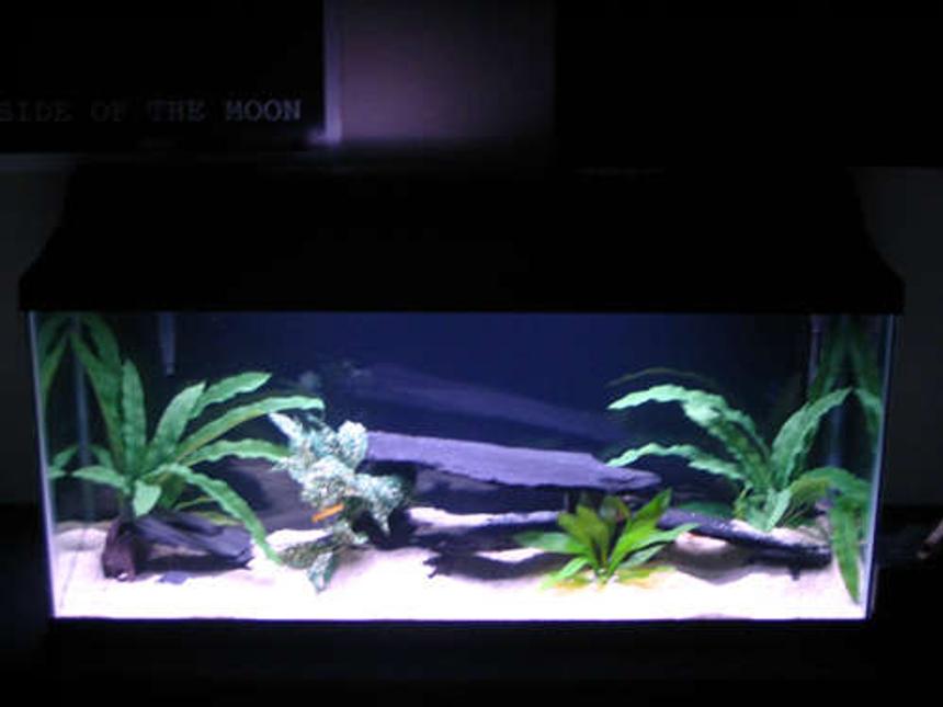 Rated #2035: 30 Gallons Freshwater Fish Tank - Whole tank