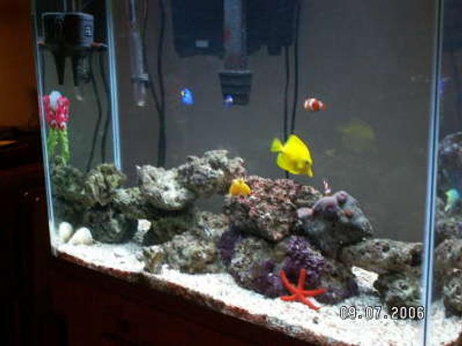 37 gallons saltwater fish tank (mostly fish, little/no live coral) - NA