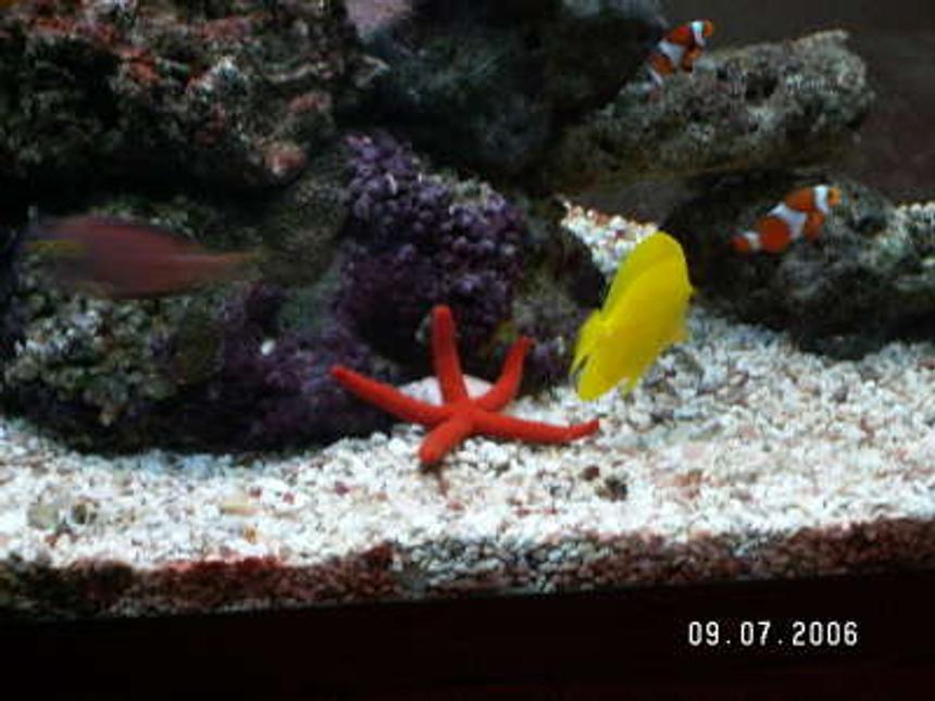 Rated #32: Corals Inverts - Echinaster Sp. - Orange Sea Star Stocking In 37 Gallons Tank - star fish, yellow tang, and pair clownfish