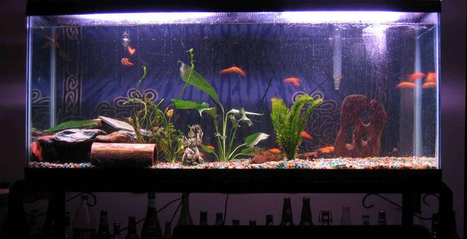 55 gallons freshwater fish tank (mostly fish and non-living decorations)