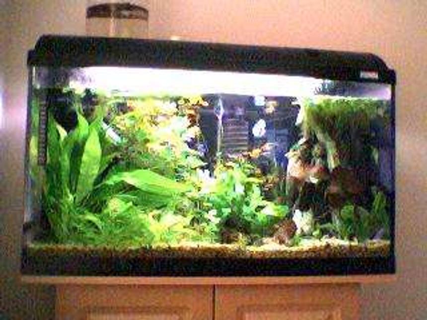 Rated #105: 27 Gallons Planted Tank - My Tank