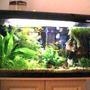 27 gallons planted tank (mostly live plants and fish) - My Tank