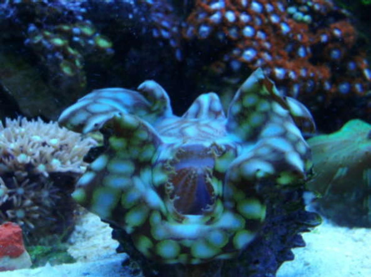 corals inverts - tridacna squamosa - squamosa clam - Squamosa Clam in my 12 gallon nano cube