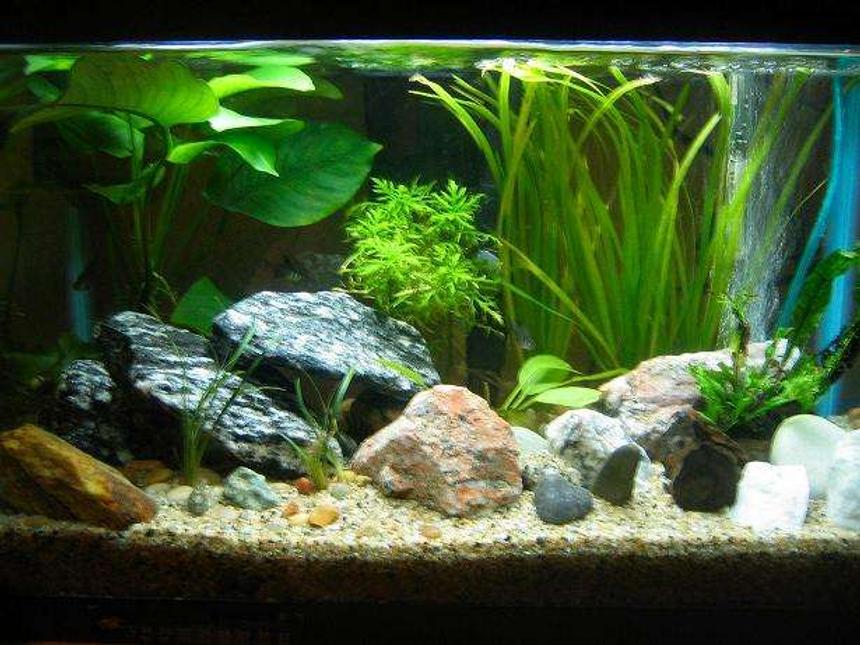 Rated #86: 10 Gallons Planted Tank - My first planted tank