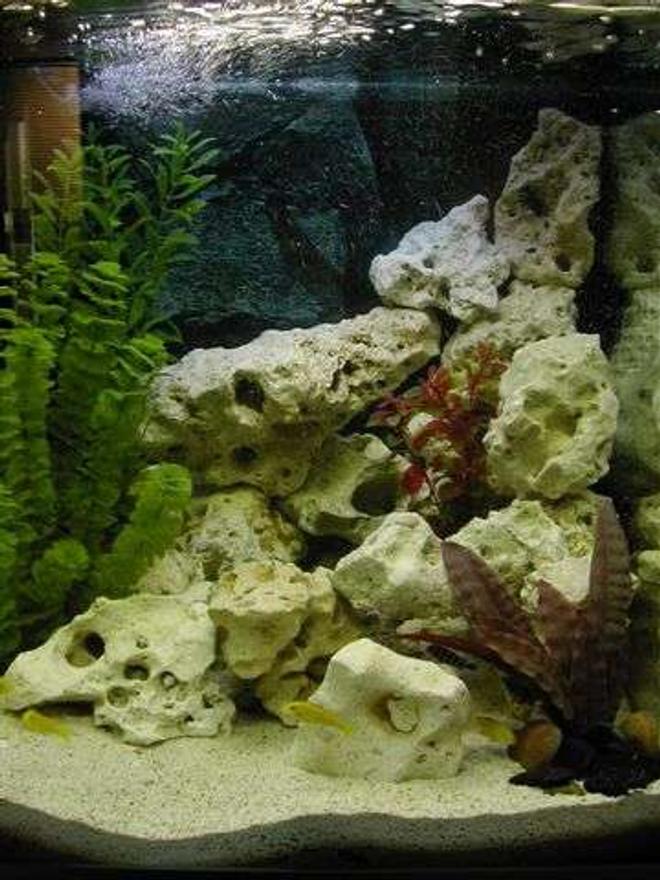 38 gallons freshwater fish tank (mostly fish and non-living decorations) - Malawi Cichlid Tank