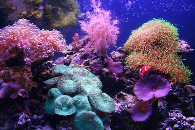 26 gallons reef tank (mostly live coral and fish) - 26 gallon Oceanic Bowfront
3x75w VHO (2 URI Actinic, 1 URI AquaSun)
CPR BakPak Protein Skimmer
MaxiJet 1200 (circulation pump)
2 yrs. old