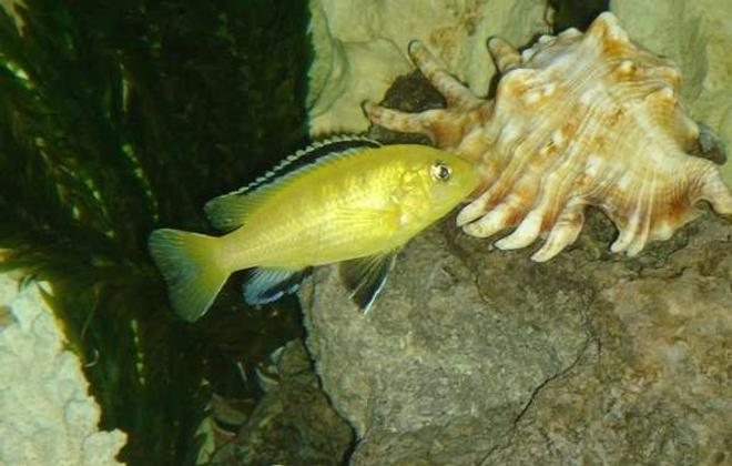 freshwater fish - labidochromis caeruleus - electric yellow cichlid stocking in 55 gallons tank - yellow lab