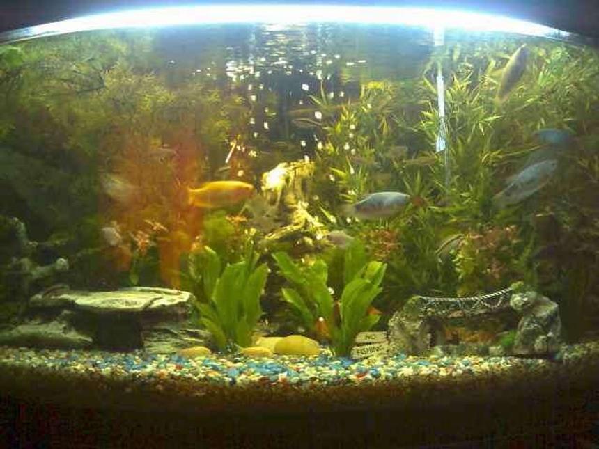 Rated #143: 77 Gallons Planted Tank - dual trigon 350 corner unit