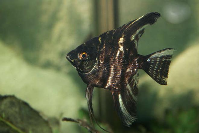 freshwater fish - pterophyllum sp. - koi angel - angelfish