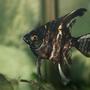 freshwater fish - pterophyllum sp. - koi angel - angelfish