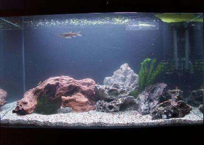 30 gallons freshwater fish tank (mostly fish and non-living decorations) - my new 30 gallon