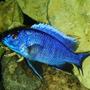freshwater fish - sciaenochromis fryeri - electric blue hap stocking in 55 gallons tank - Hap. Ahli