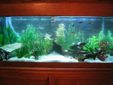 75 gallons planted tank (mostly live plants and fish) - 75g recently aquascaped tank!