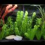 freshwater fish tank (mostly fish and non-living decorations) - 29gallon tank