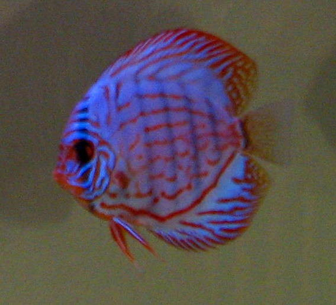 freshwater fish - symphysodon spp. - snakeskin discus stocking in 130 gallons tank - Discus