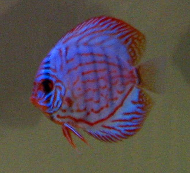freshwater fish - symphysodon spp. - snakeskin discus stocking in 130 gallons tank - Discus