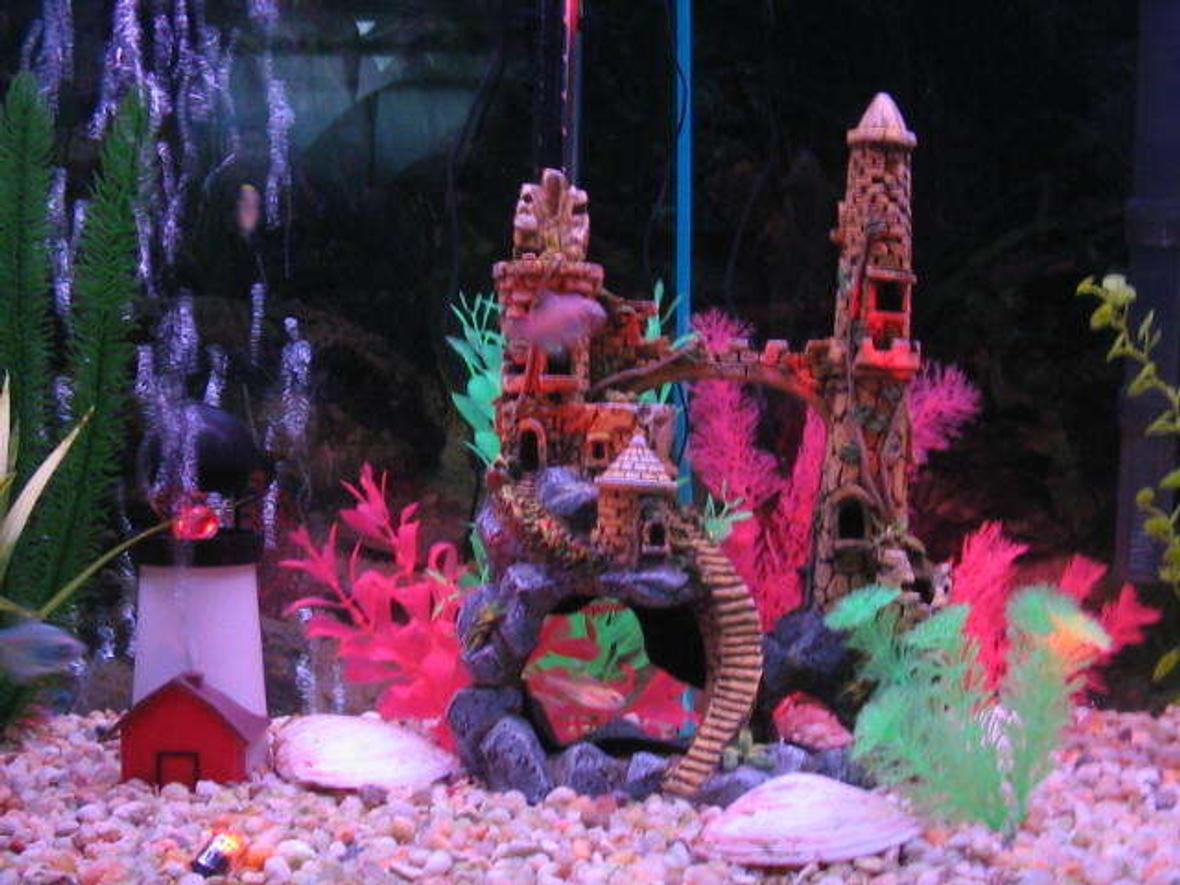55 gallons freshwater fish tank (mostly fish and non-living decorations) - closeup 2
