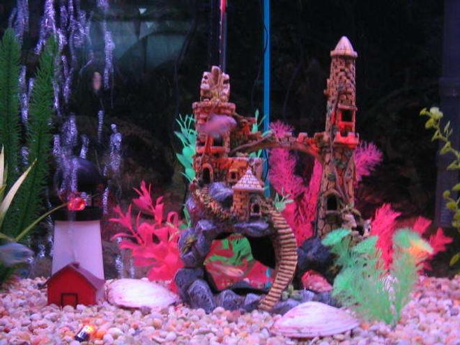 55 gallons freshwater fish tank (mostly fish and non-living decorations) - closeup 2