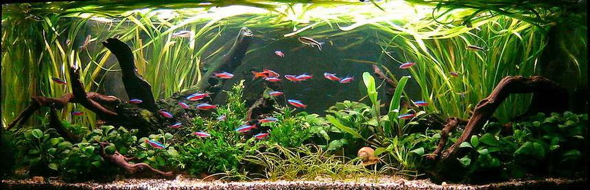 Rated #102: Planted Tank - 120 l
