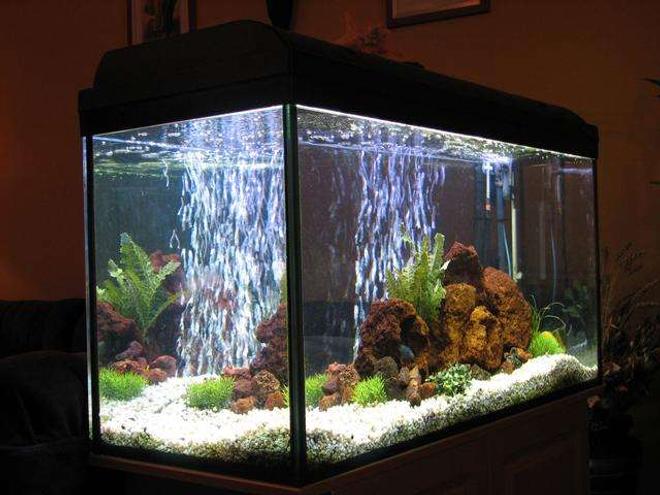 50 gallons freshwater fish tank (mostly fish and non-living decorations) - Malawi tank