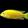 freshwater fish - labidochromis caeruleus - electric yellow cichlid stocking in 50 gallons tank - Labidochromis Caeruleus