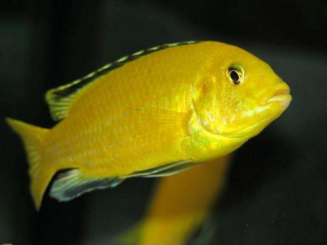 freshwater fish - labidochromis caeruleus - electric yellow cichlid stocking in 50 gallons tank - Labidochromis Caeruleus