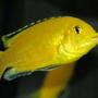 freshwater fish - labidochromis caeruleus - electric yellow cichlid stocking in 50 gallons tank - Labidochromis Caeruleus