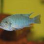 freshwater fish - pseudotropheus estherae - red zebra cichlid stocking in 50 gallons tank - Metriaclima Estherae - Male